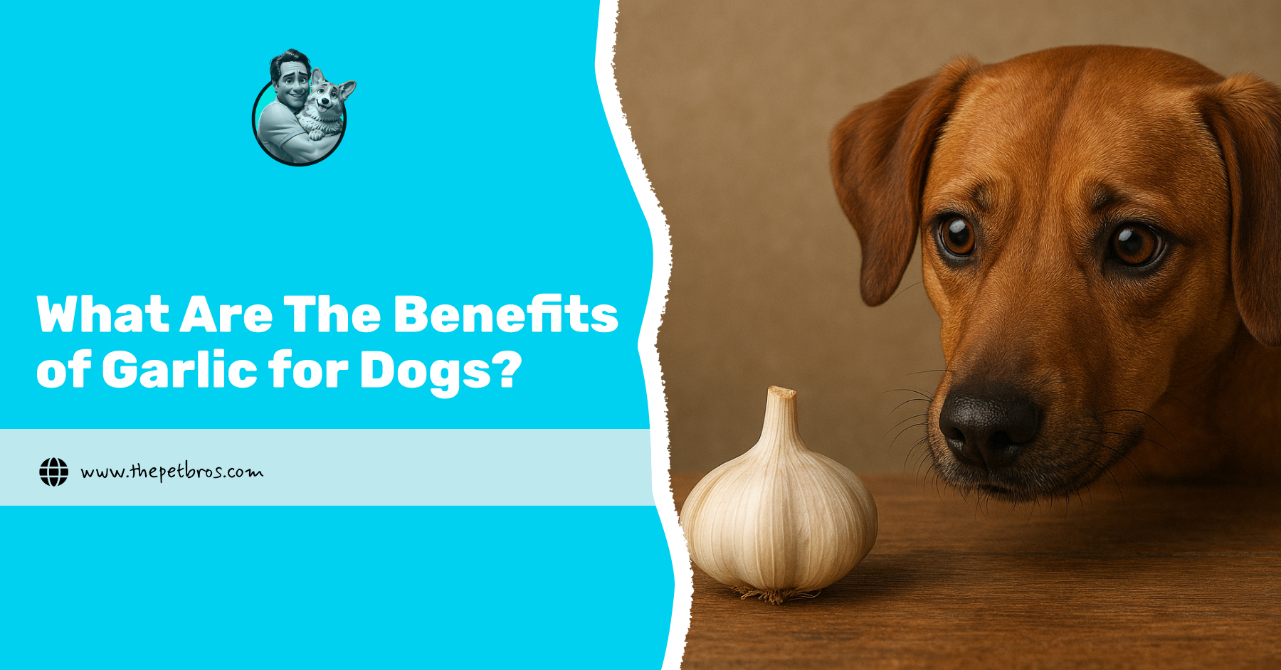 What Are The Benefits of Garlic for Dogs?