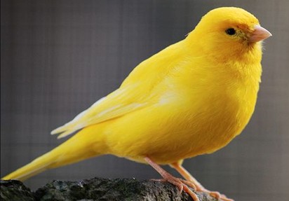 best pet birds for beginners