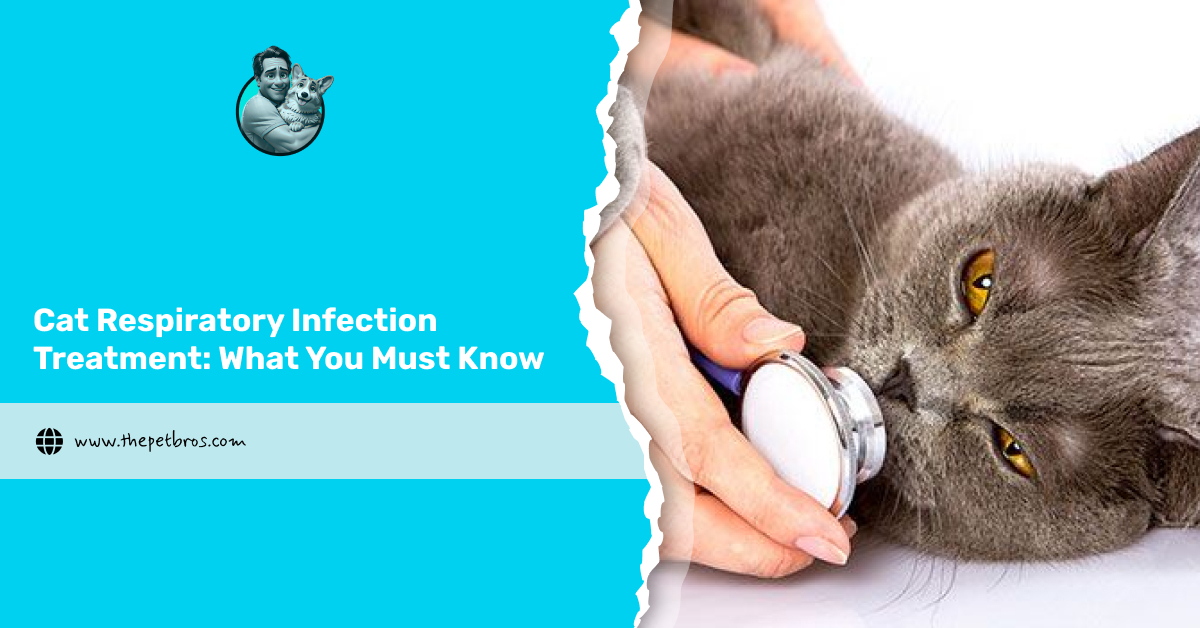 Cat Respiratory Infection Treatment: What You Must Know