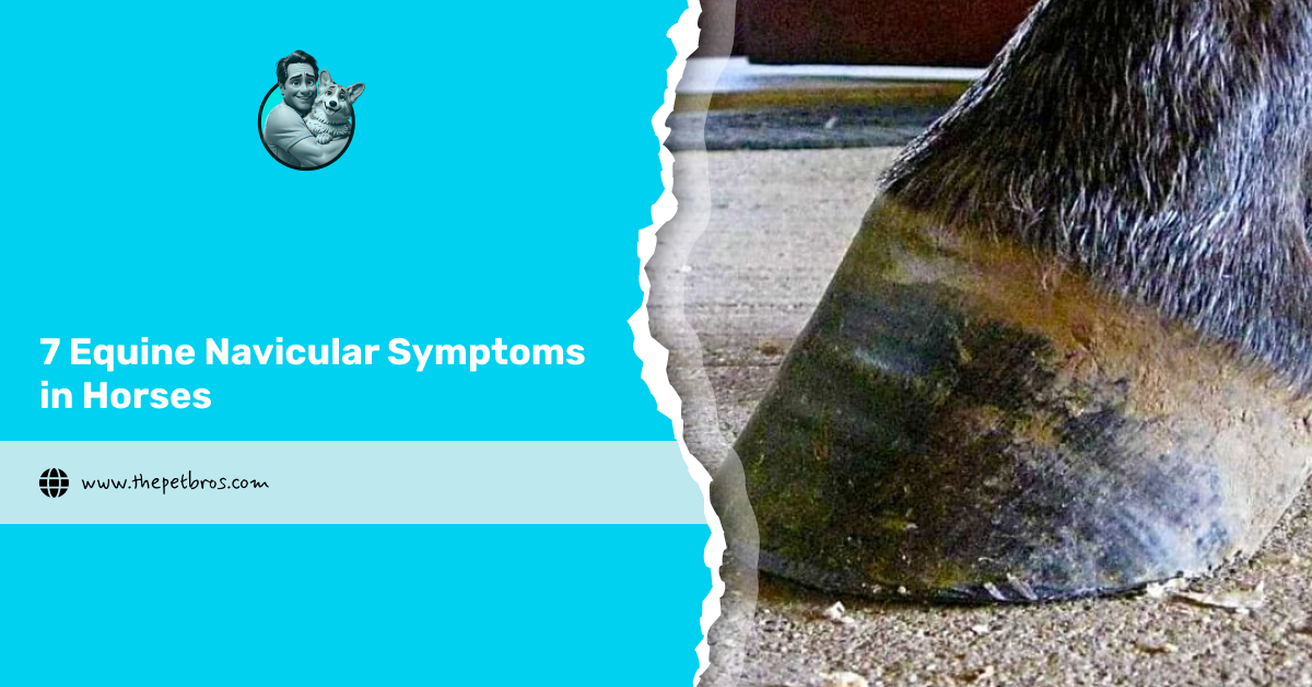 7 Equine Navicular Symptoms in Horses
