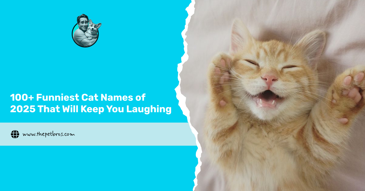 funniest cat names