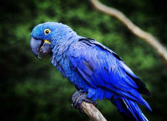 best pet birds for beginners