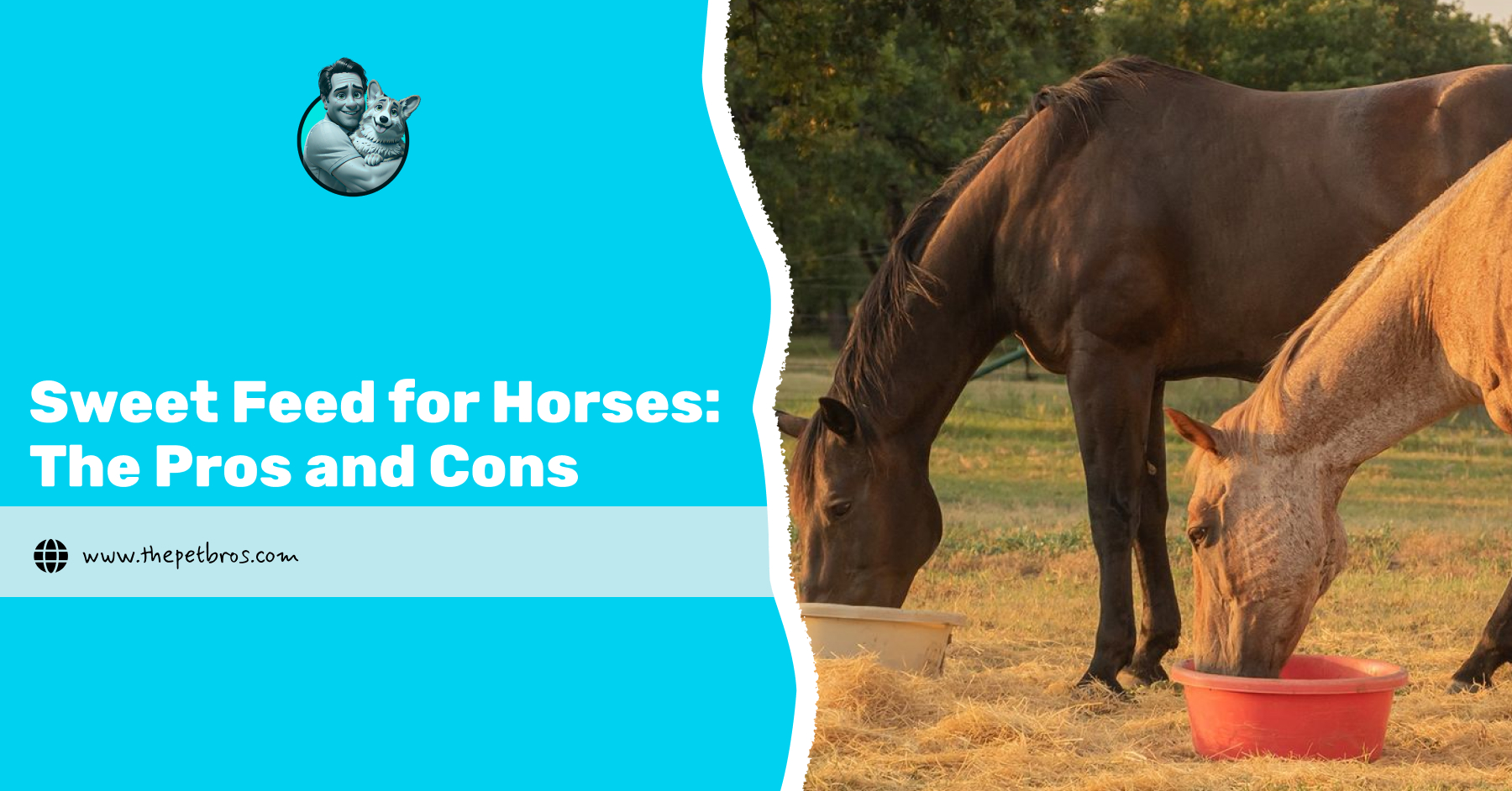 sweet feed for horses