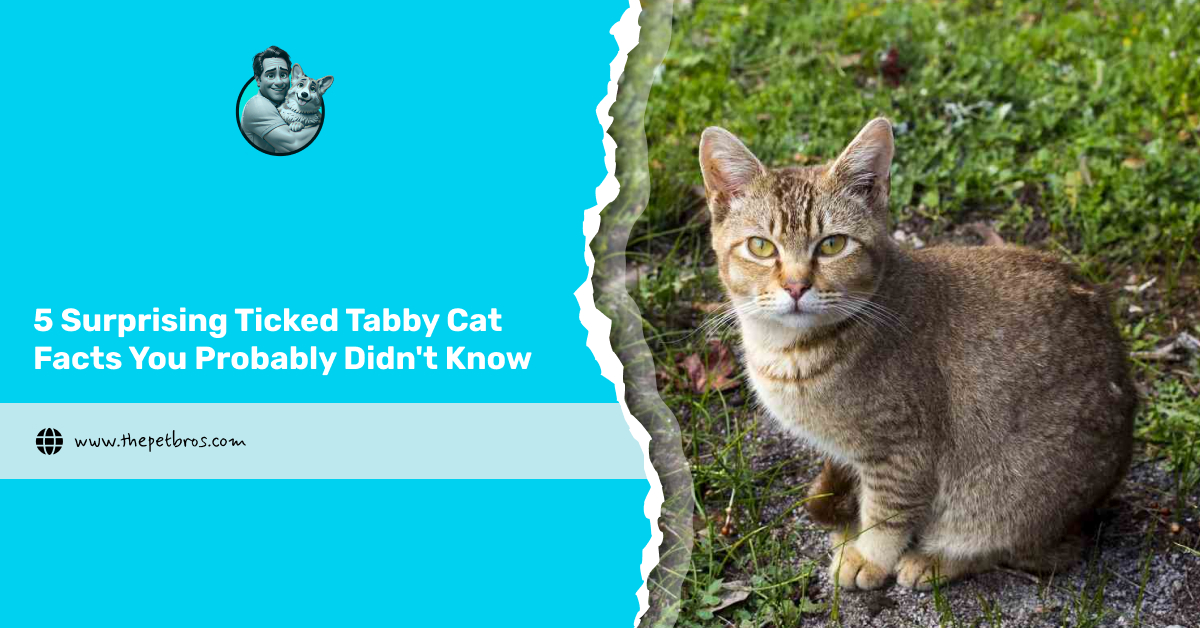 ticked tabby cat