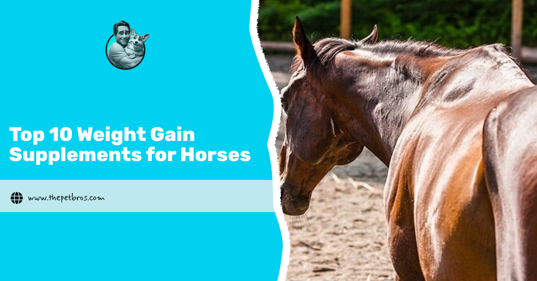 weight gain supplements for horses