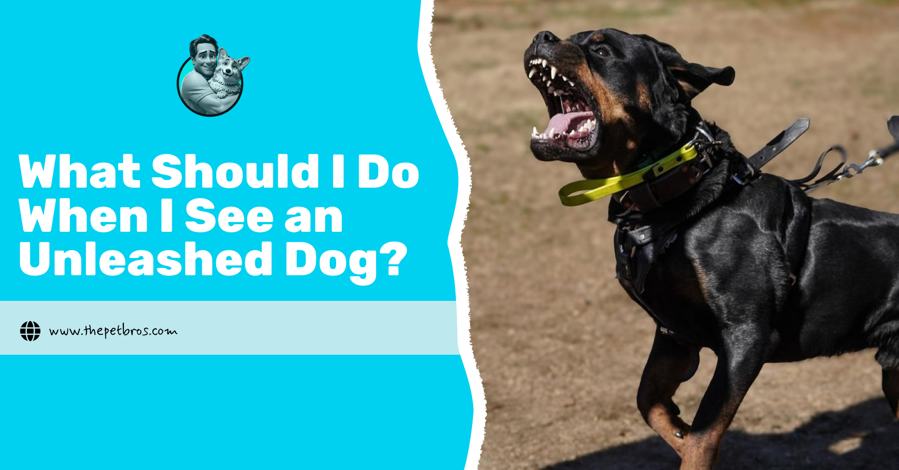 what should i do when i see an unleashed dog