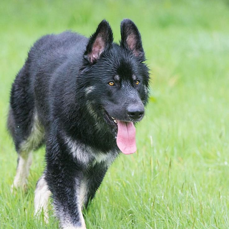 breeds of dogs that look like german shepherds