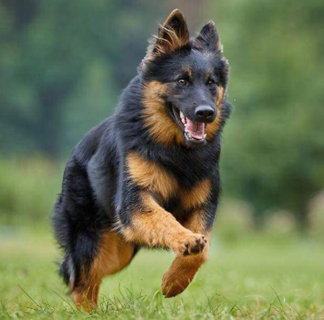 A Bohemian Shepherd chasing its prey