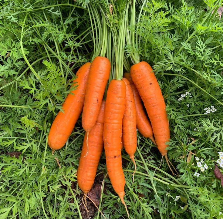 Carrot is one of the safe vegetables for dogs