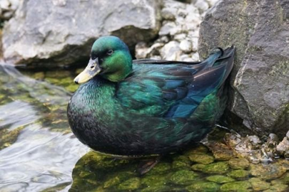 Duck Breeds in the UK