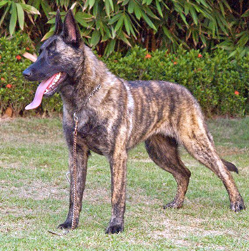 The Dutch Shepherd - The PetBros