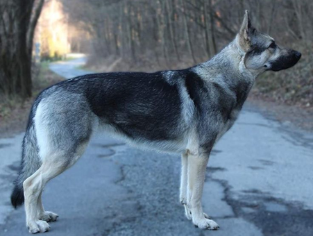 The Eastern European Shepherd in the woods