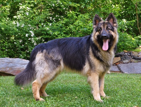 Breeds of Dogs That Look Like German Shepherds