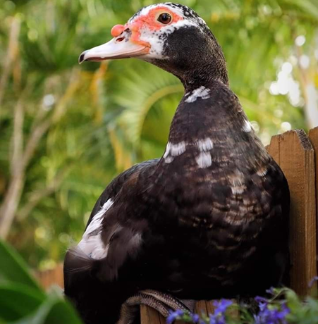 Best Kind of Pet Ducks