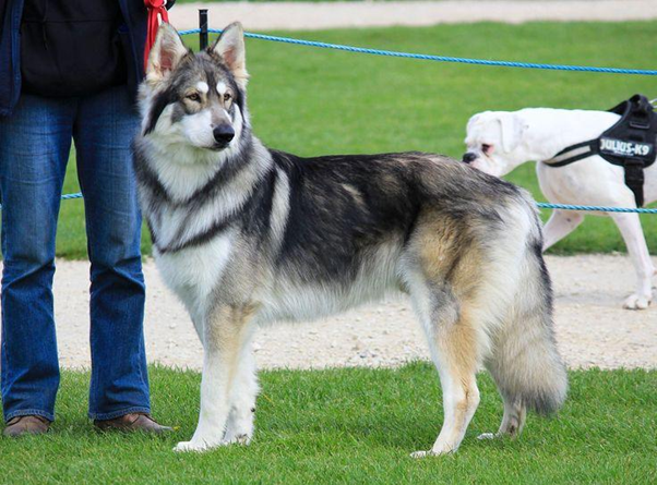 Breeds of Dogs That Look Like German Shepherds