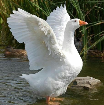 Duck Breeds That Are The Best Pets