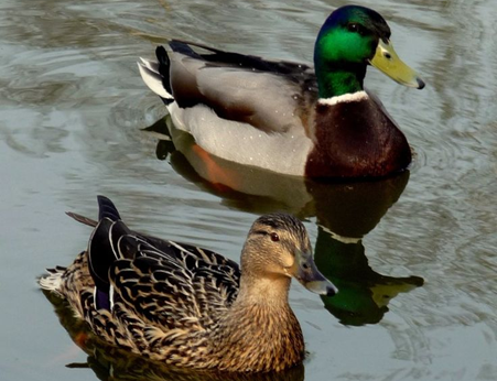 Duck Breeds That Are The Best Pets