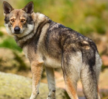 Saarloos Wolfdogs - The PetBros