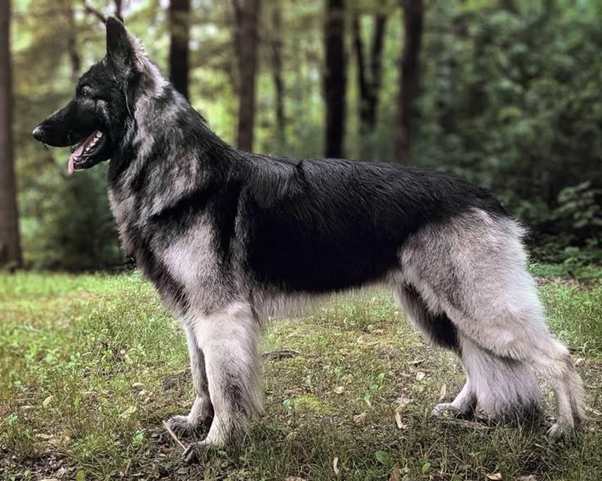 breeds of dogs that look like german shepherds