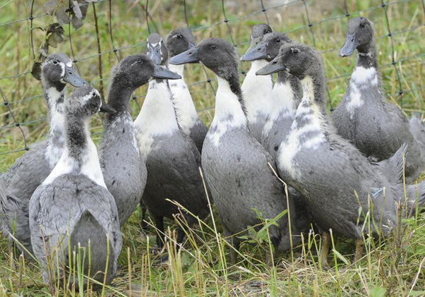 Duck Breeds That Are The Best Pets