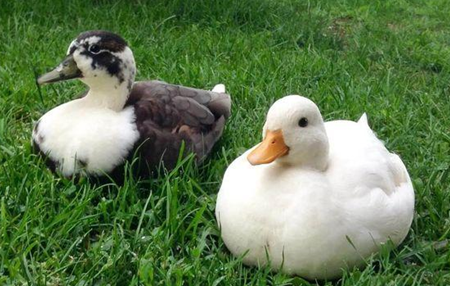 The PetBros best duck breeds