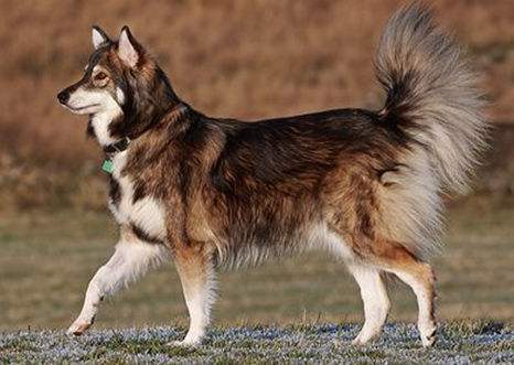 The Utonagan - The PetBros