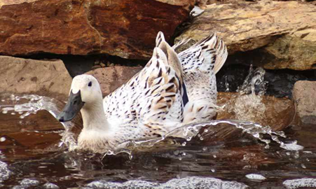 Best Kind of Pet Ducks