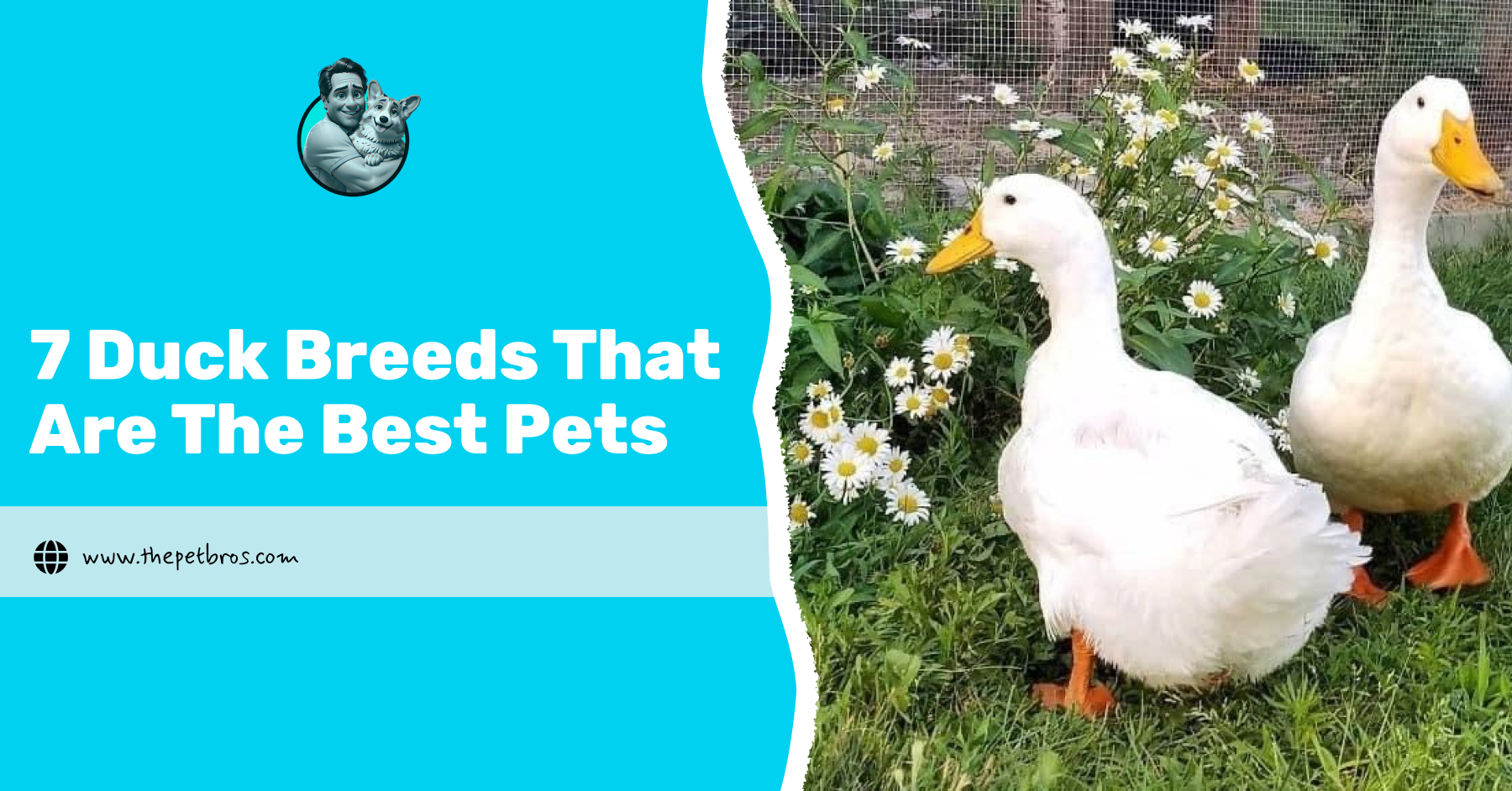 best kind of pet ducks