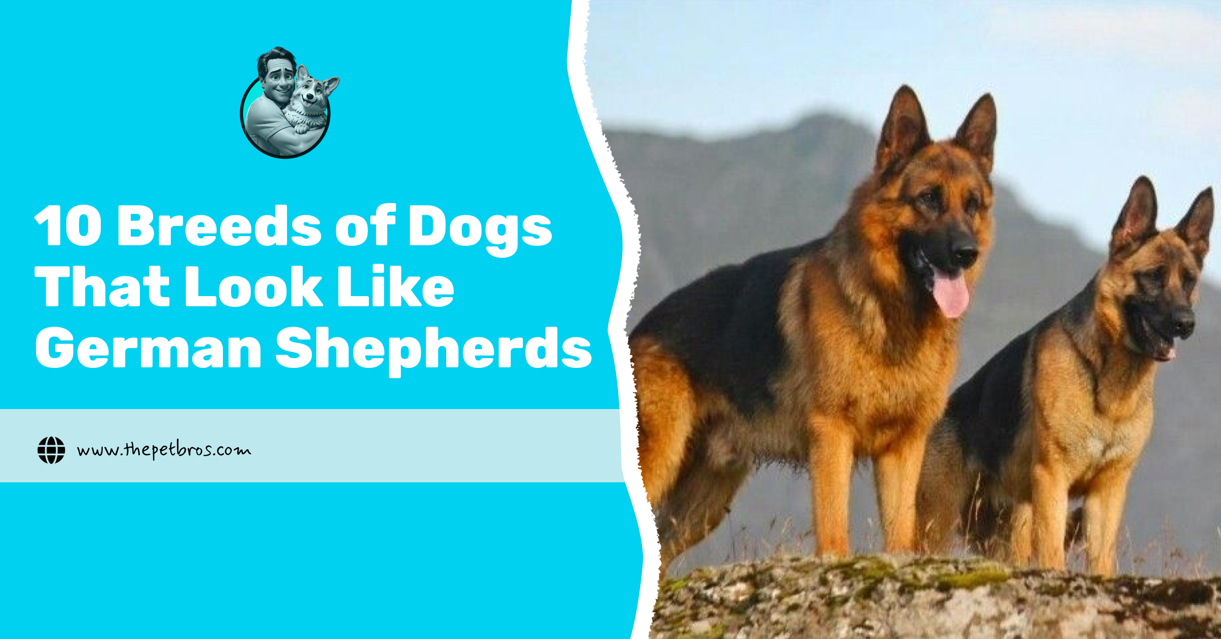 breeds of dogs that look like german shepherds