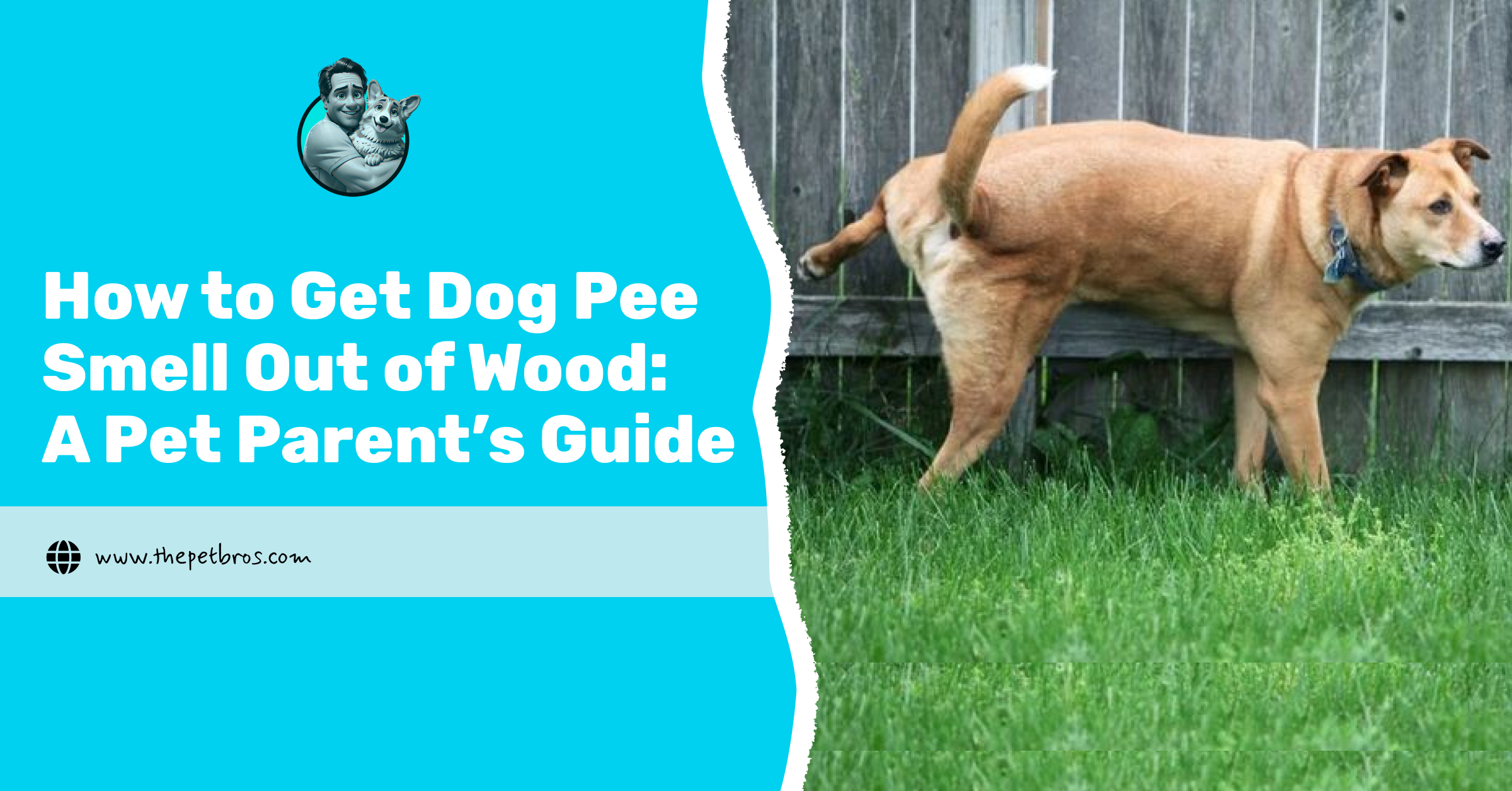 get dog pee smell out of wood