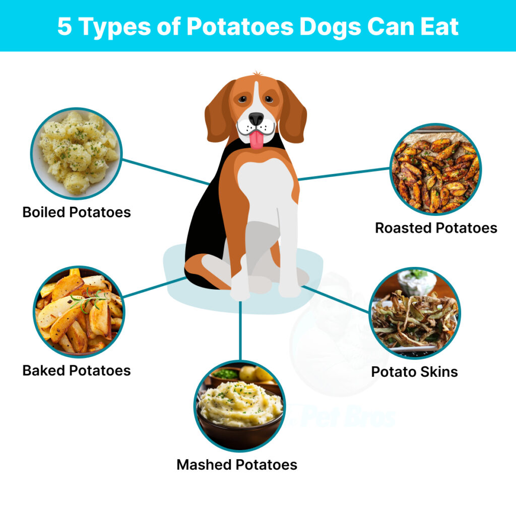 5 Types of Potatoes Dogs Can Eat
