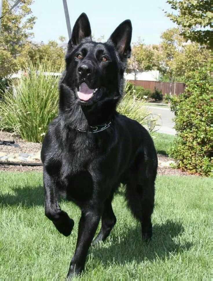A happy black coloured shepherd