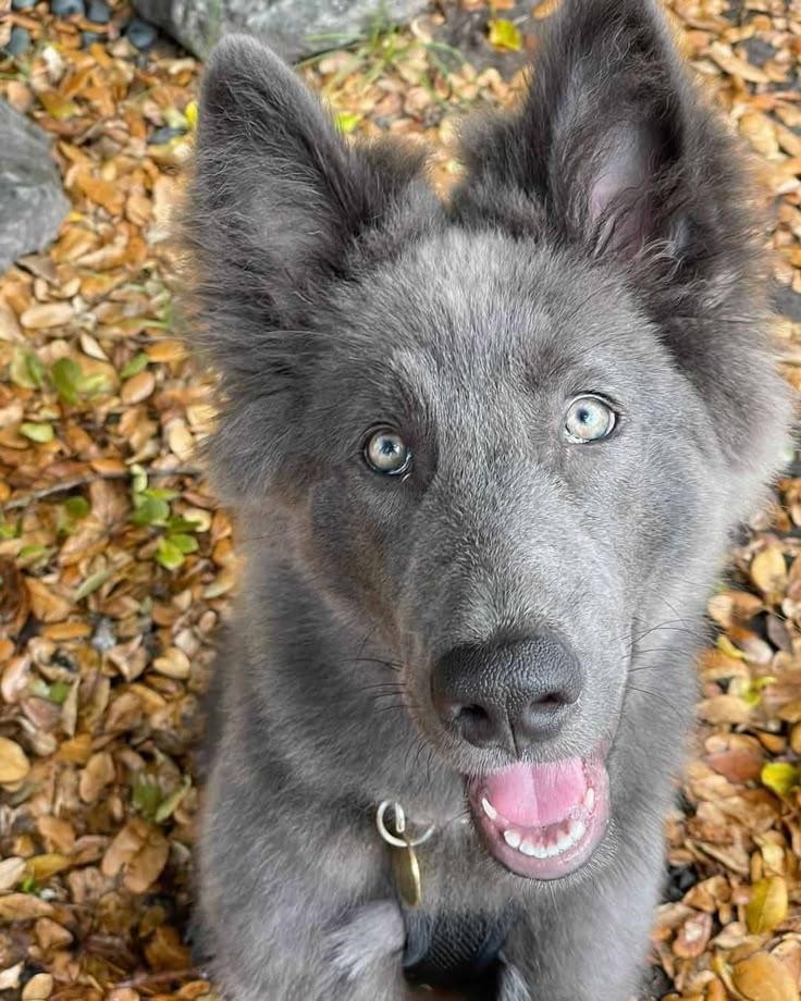 Appearance of Blue coloured german shepherd