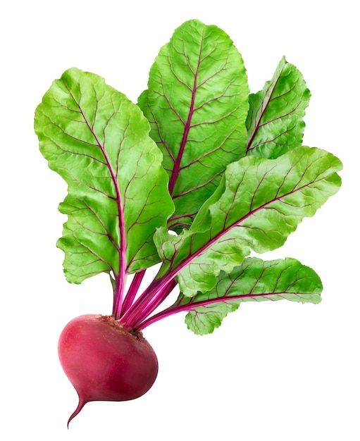 what vegetables are good for dogs