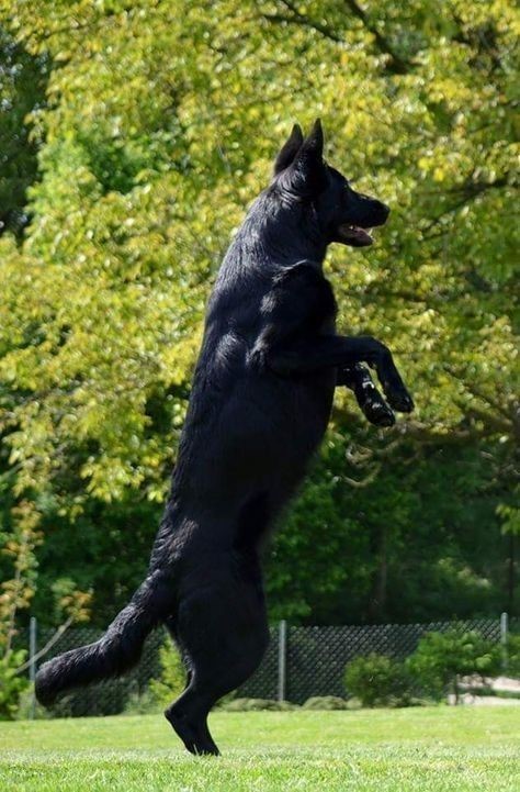 Black German Coloured Shepherd