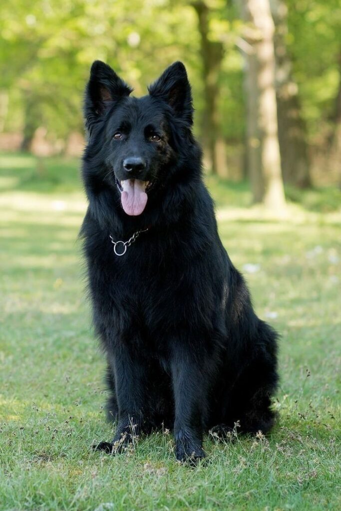 Black German Shepherd lounging in a nearby bush