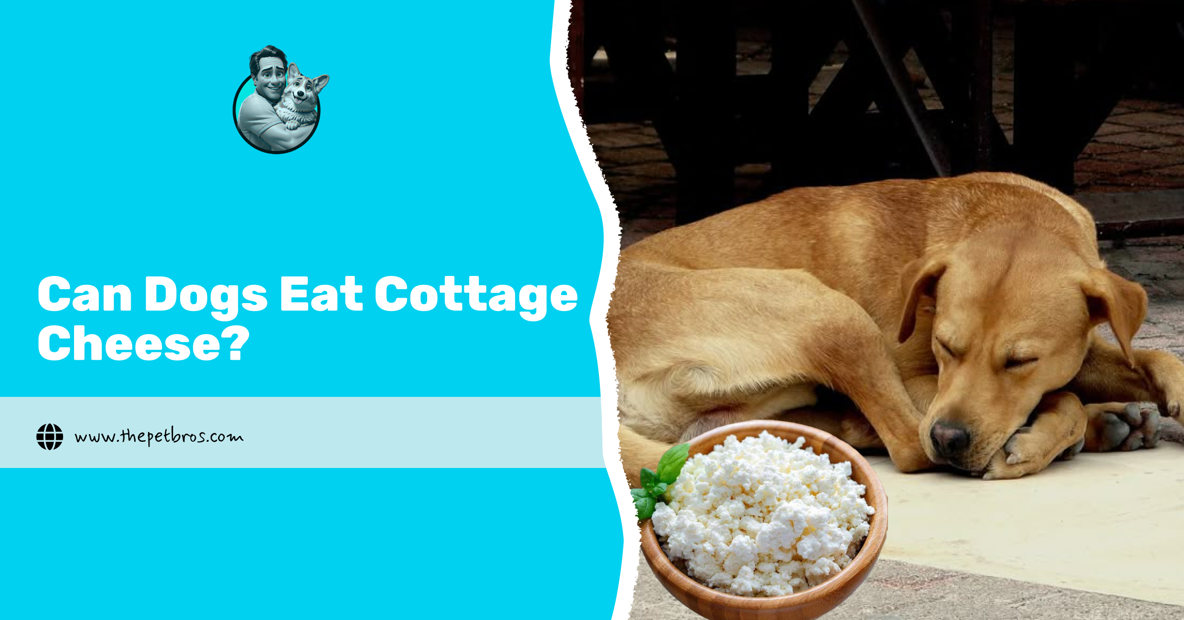 Can Dogs Eat Cottage Cheese?
