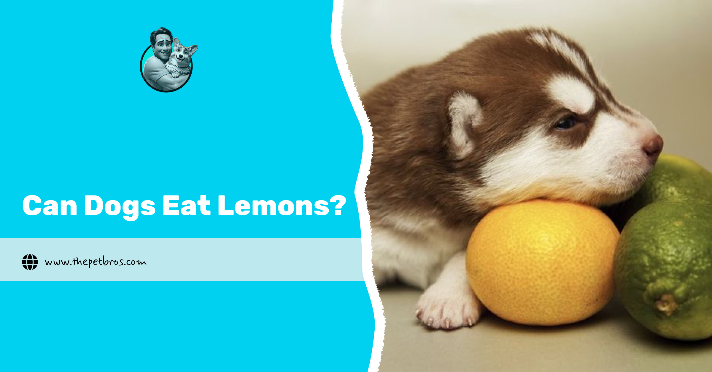 Can Dogs Eat Lemons