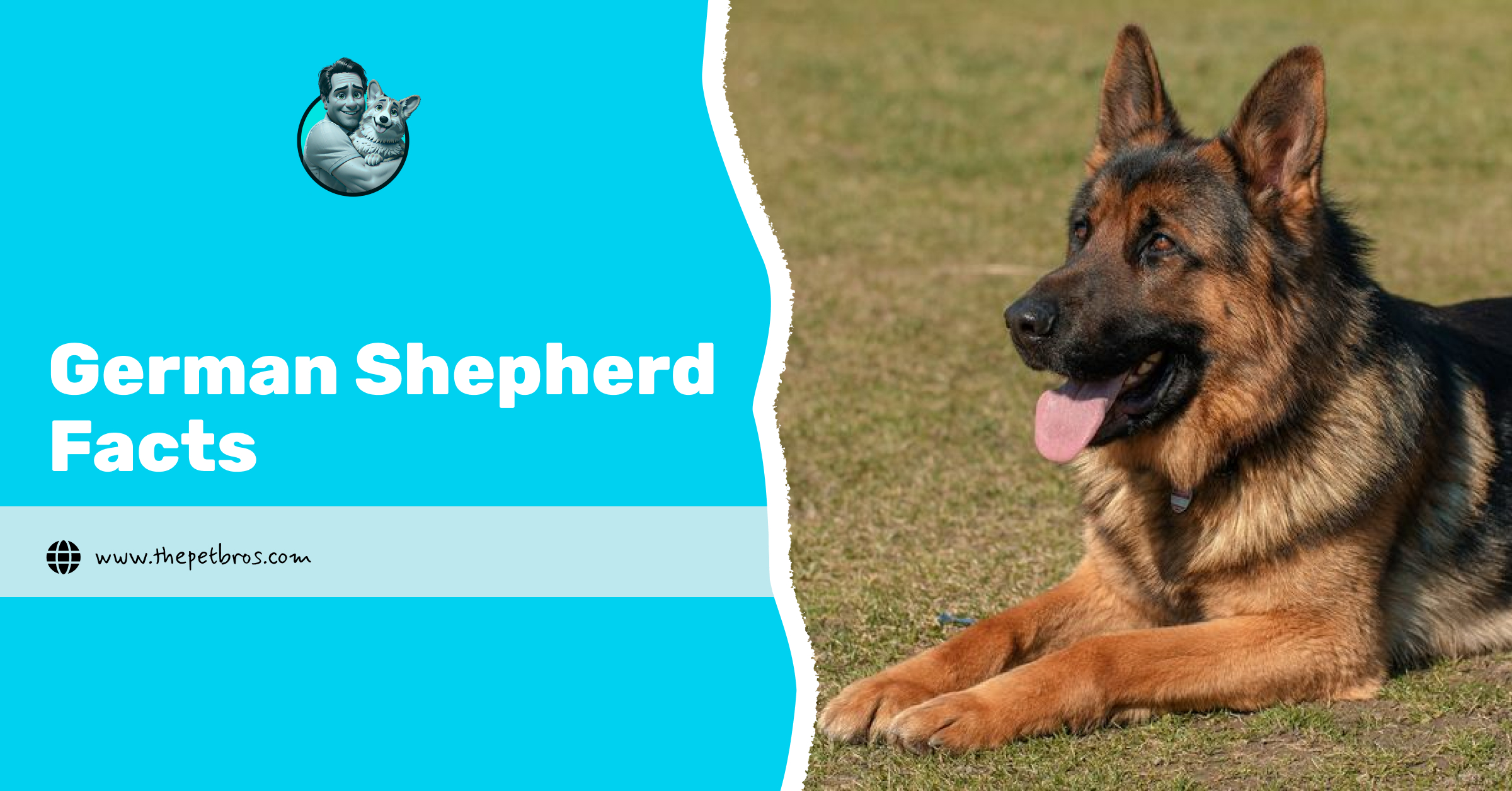 German Shepherd facts