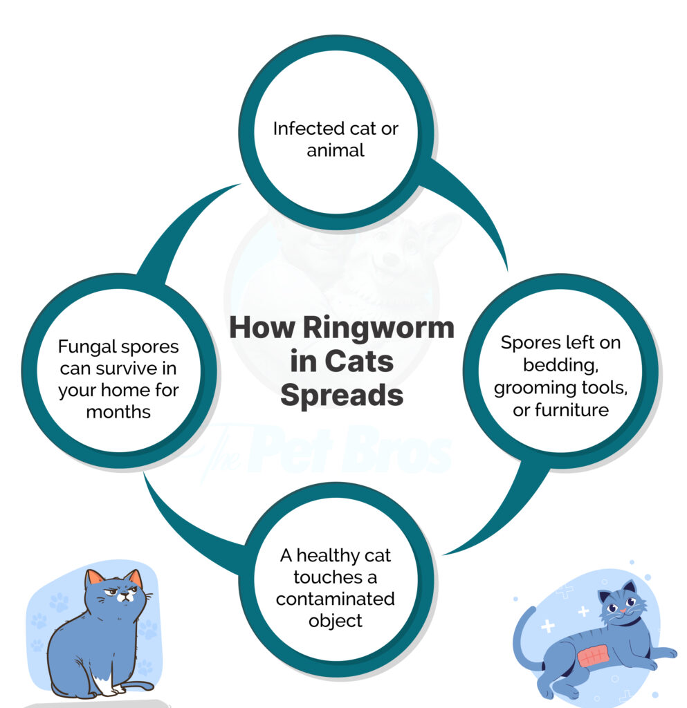 How Ringworm in Cats Spreads
