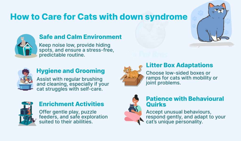 5 different ways to care for cats with down syndrome