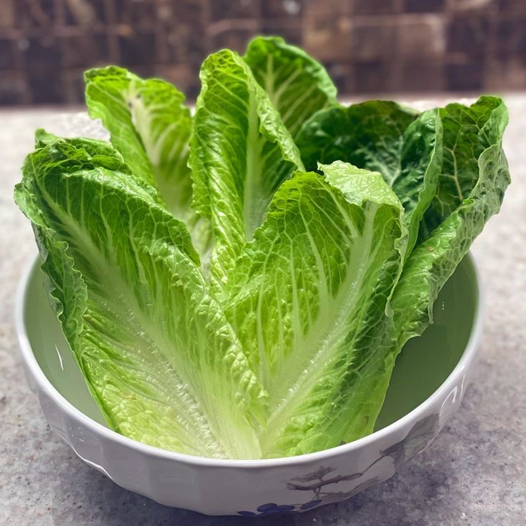 is lettuce one of the vegetables that are good for dogs