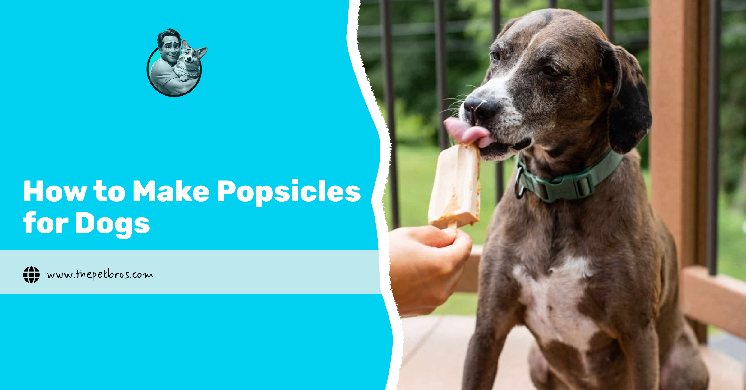 Make Popsicles for Dogs