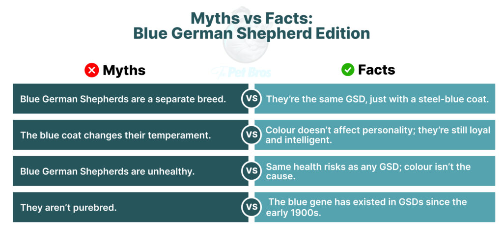 Myths and Facts about the Blue Coloured German Shepherd
