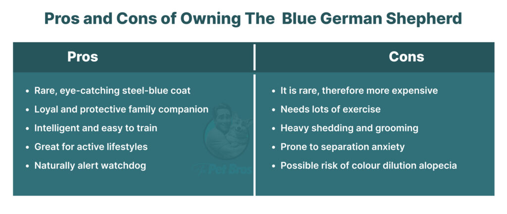 Pros and Cons of Owning The Blue German Shepherd