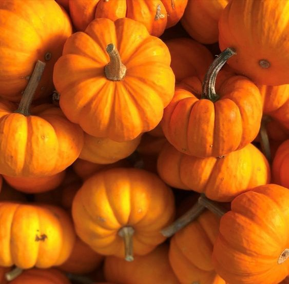 A bunch of pumpkin