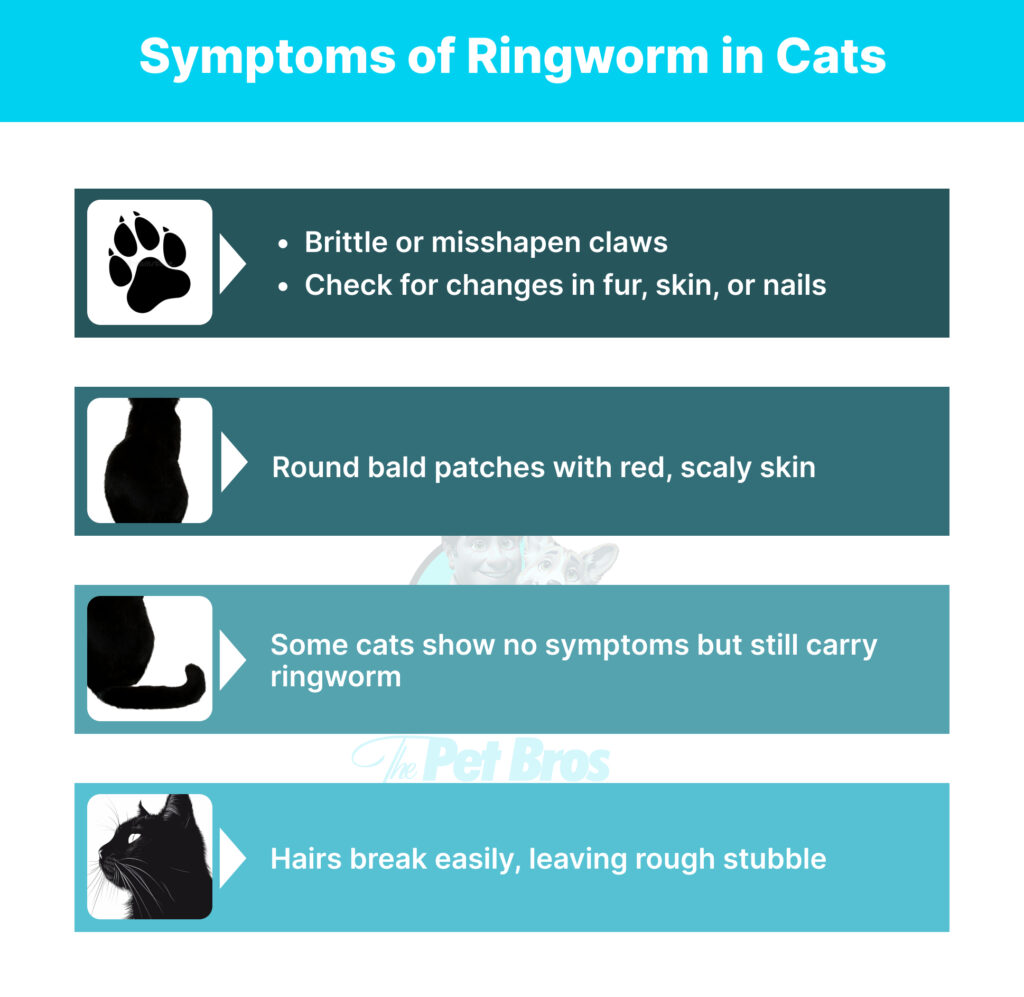 Symptoms of ringworm in cats
