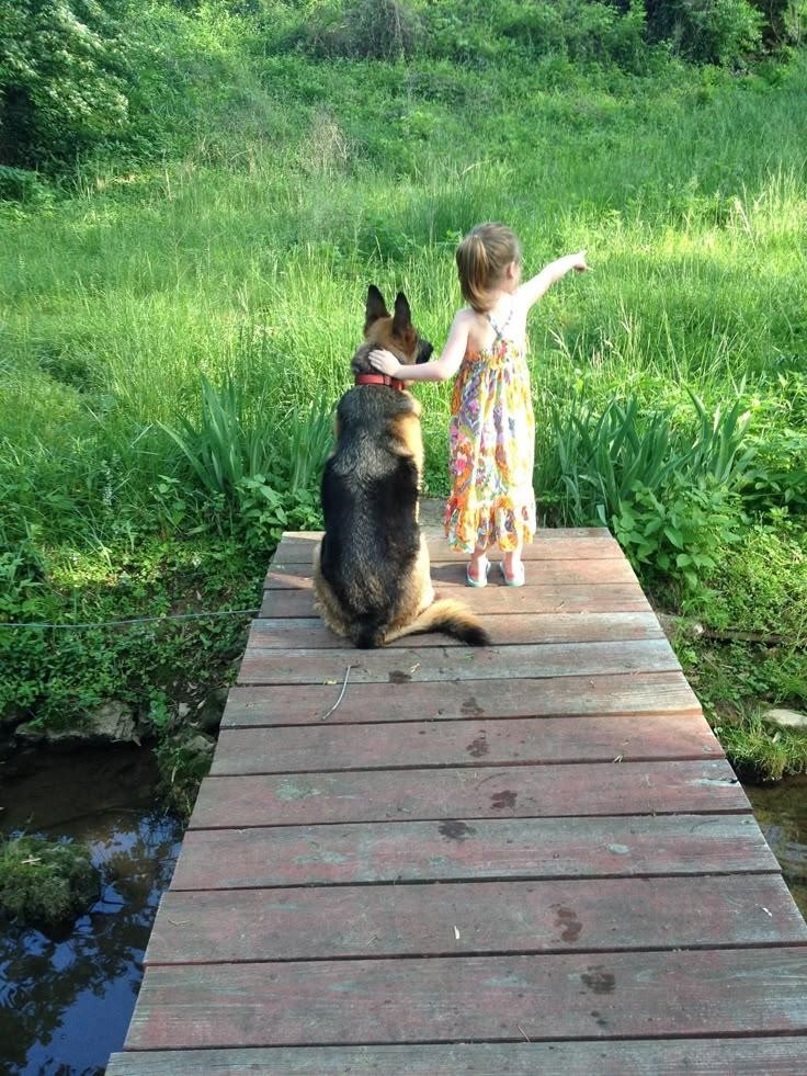 a long-haired german shepherd with a little girl
