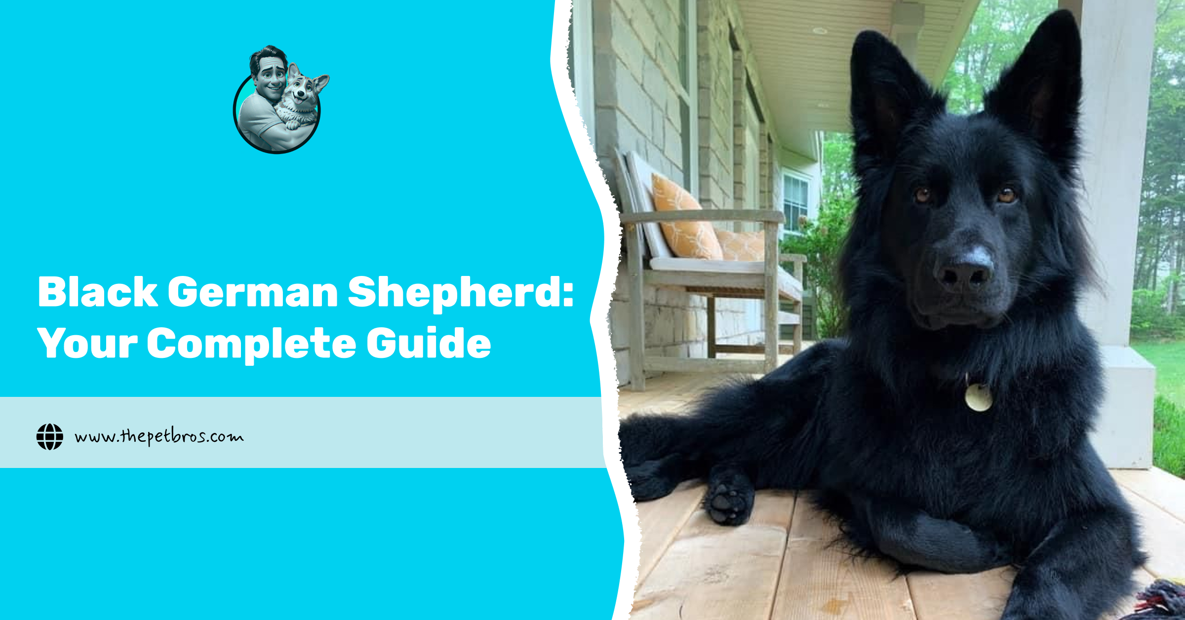 black german shepherd