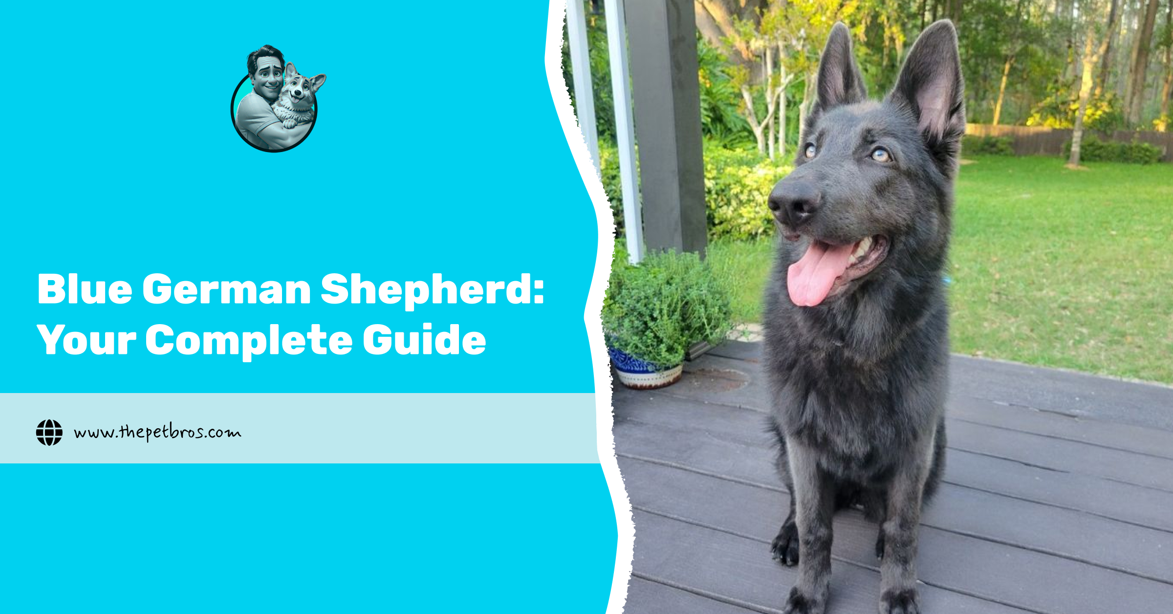 blue german shepherd